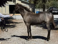 فرس, Rocky Mountain Horse — الصورة 2