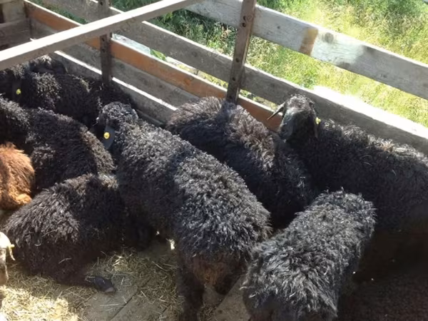 Carnero, Edilbay sheep