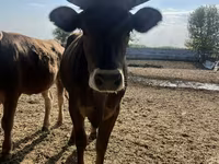 Vaca, Swiss cattle — foto 2