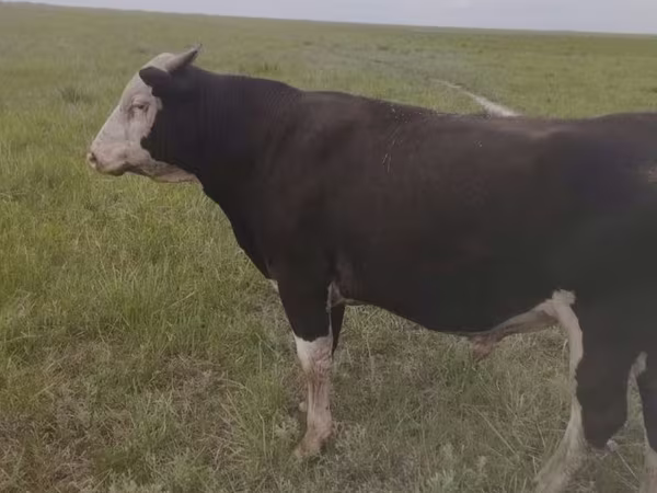 Bulle, Russian Black pied cattle