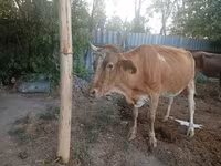 Vaca, Ganado vacuno — foto 1