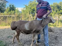 Widder, Arashan sheep — Foto 5