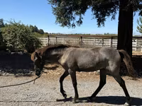 فرس, Rocky Mountain Horse — الصورة 7