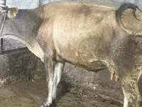 Vaca, Ganado vacuno — foto 4