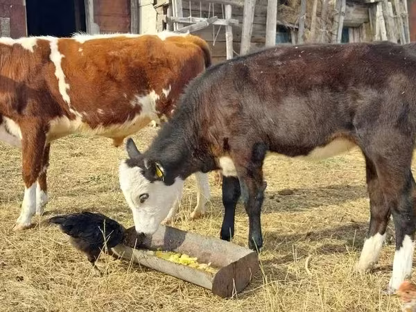 Bulle, Simmental cattle