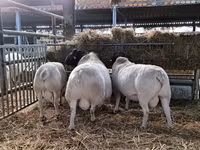 Баран, Дорпер овца — фото 4