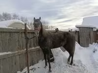 Mare, Orlov Trotter — photo 4