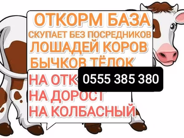Конь, Лошади — Кыргызстан