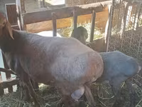 Sheep, Sheep — photo 3