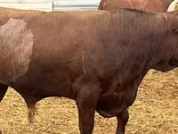 Bull, Kalmyk breed — photo 3