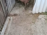 公猪, Дюрок — 照片 2