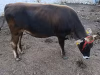 Toro, Raza Alatau — foto 5