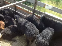 Carnero, Edilbay sheep — foto 1