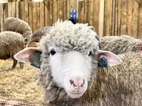 Widder, Romanov sheep — Foto 3