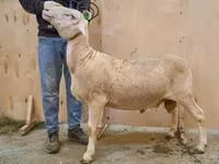 Carnero, Lacaune sheep — foto 1