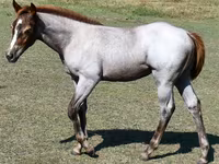 Stute, Quarter Horse — Foto 2