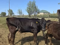 Kuh, Swiss cattle — Foto 5