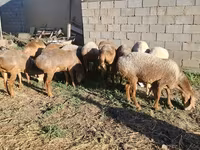 मेढ़ा, Hissar sheep — फ़ोटो 3