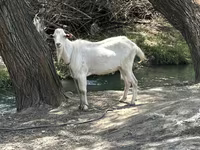 Cabro, Cabras — foto 2
