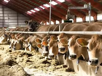 بقرة, Simmental cattle — الصورة 5