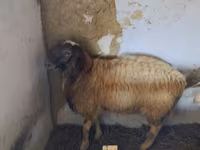 كبش, الأغنام — الصورة 2