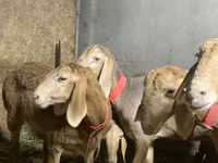 Schaf, Arashan sheep — Foto 1