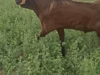 Cabro, Cabras — foto 5