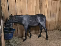 Yegua, Rocky Mountain Horse — foto 8