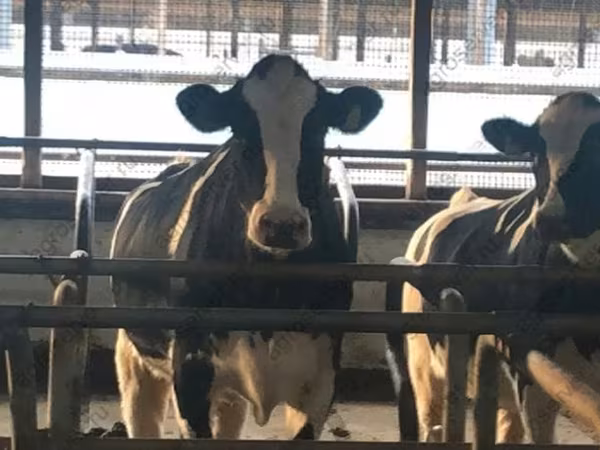 Toro, Raza Holstein