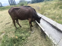 Kuh, Rinder — Foto 1