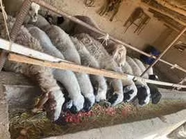 Овца, Бараны — Узбекистан