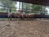 Oveja, Ovejas — foto 2
