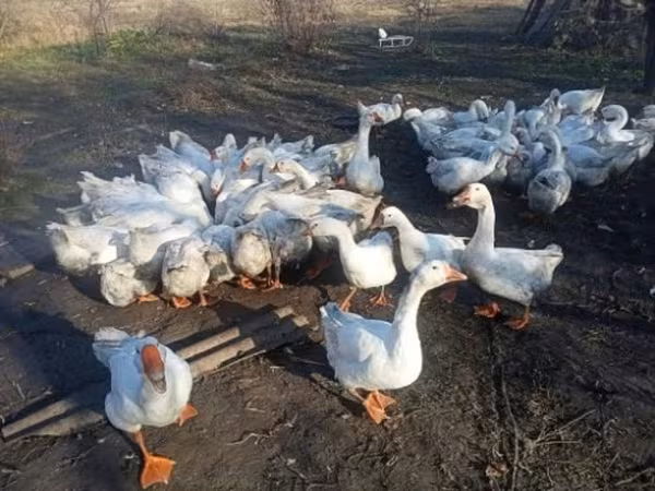 Гуси