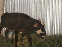 Toro, Raza Holstein — foto 1