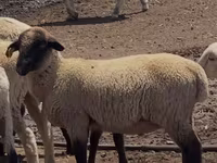 Widder, Hampshire sheep — Foto 1