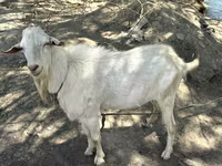 Cabro, Cabras — foto 3