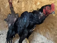 Chickens — Foto 2