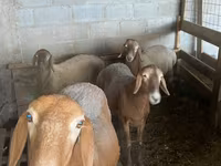 نعجة, Arashan sheep — الصورة 2