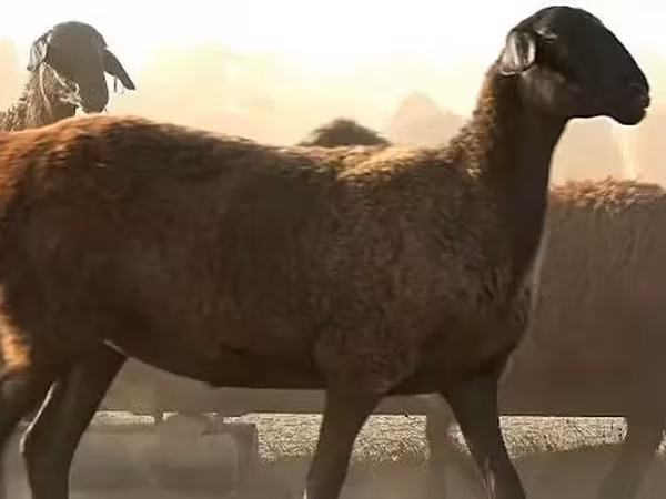 母羊, Edilbay sheep