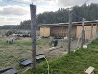 Widder, Romanov sheep — Foto 6