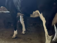 Vaca, Swiss cattle — foto 6