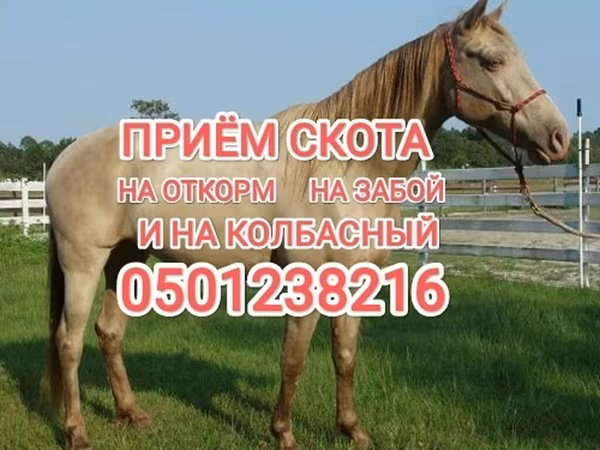 Конь, Лошади — Кыргызстан