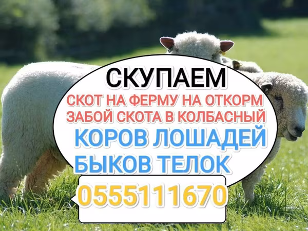 Бык, Швицкая порода — Кыргызстан