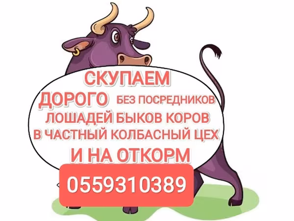 Бык, Коровы — Кыргызстан