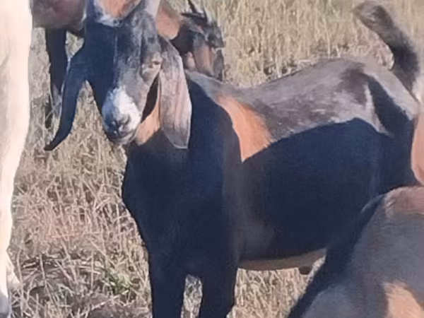 Ziegenbock, Nubian Goat