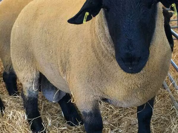 Widder, Dorper sheep