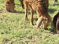 Cabro, Cabras — foto 4