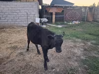 Bulle, Alatau-Rasse — Foto 1