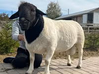 كبش, Dorper sheep — الصورة 4