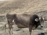 Корова, Украинская бурая молочная корова — фото 4